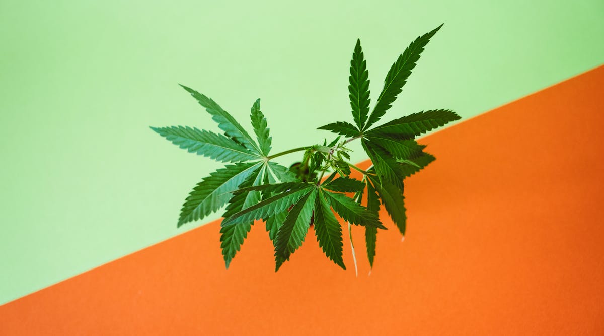 Marijuana Dreamstime Xxl 198771805