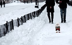 Ehstoday Com Sites Ehstoday com Files Uploads Winterpets